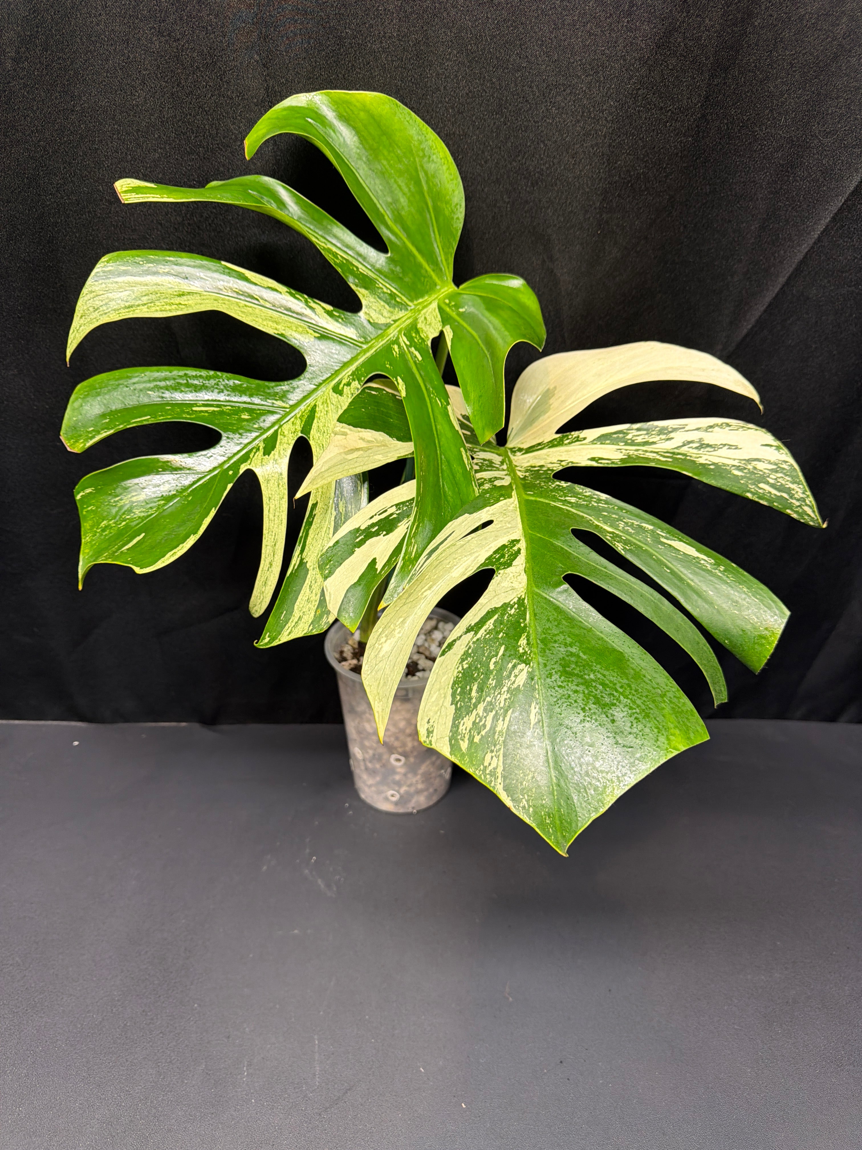 jungle mint monstera Monstera Jungle Mint