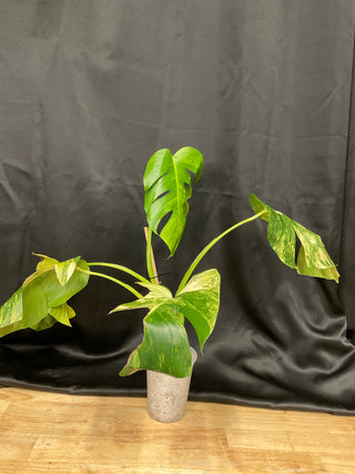 Monstera Aurea AR82 5” Pot