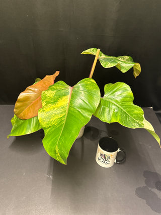 Philodendron Strawberry Shake AT65  4" Pot - 5-6 HUGE Leaves