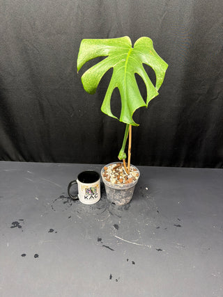 Monstera White Monster - 1 Leaf Mid Cut