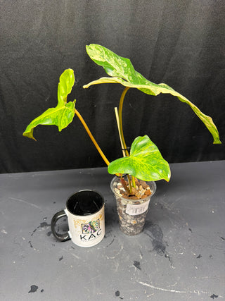 Philodendron 'Jenifer' Florida Beauty x Billie - 3 Leaves