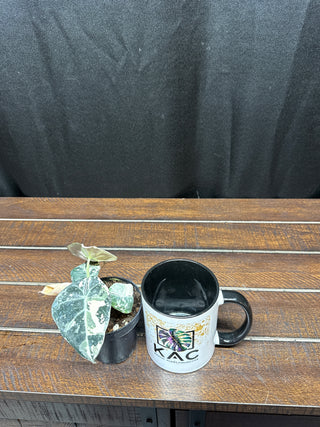 Alocasia Black Velvet Pink
