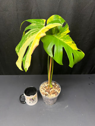 Monstera Pom-Pom 2 Leaves