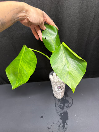 Monstera Green on Green