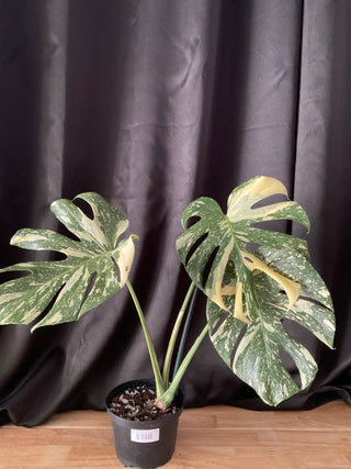 Monstera Creme Brulee 6" Pot - 3 Leaf