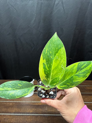 Philodendron Green Congo Nuclear - Small