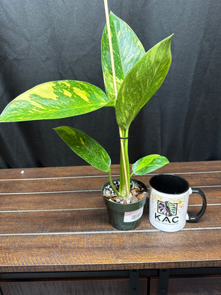 Philodendron Green Congo Nuclear - Large
