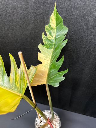 Philo. Caramel Marble