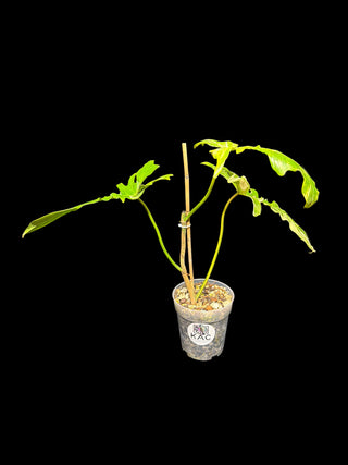 Philodendron Florida Beauty x Mayoi 'Fishbone'