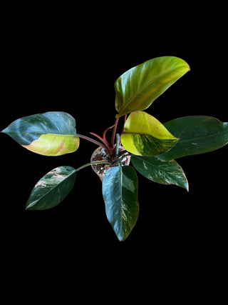Philodendron Yellow Congo
