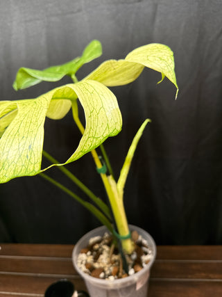 Monstera White Monster