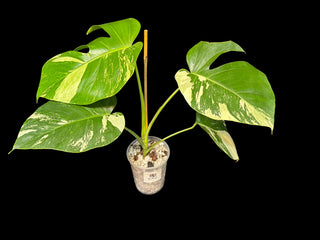 Monstera Jungle Mint - 4 Leaves