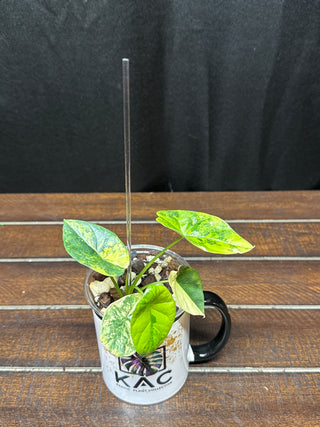 Alocasia Sinuata Aurea