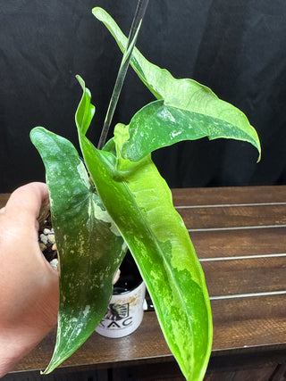 Alocasia Tigrina Albo Variegated