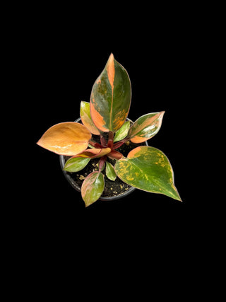 Philodendron Red Congo Variegated