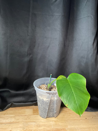Monstera 'GoG' (Green on Green) 8" Pot - 1 Leaf