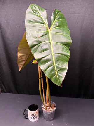 Philodendron Billie x Summer Glory