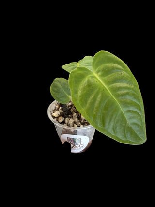 Anthurium Veitchii - 2.5" pot growers choice