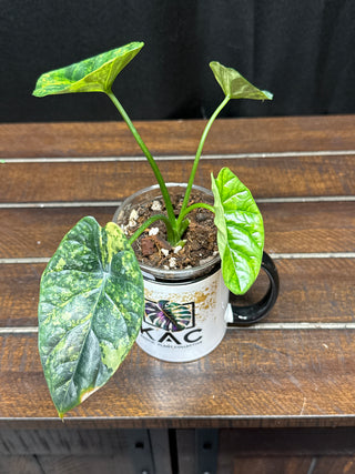 Alocasia Sinuata Aurea