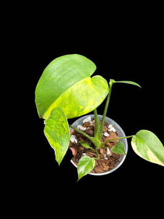 Monstera Large Form Aurea (Yellow Marilyn) - 5" Pot