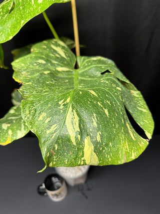 Monstera Thai Constellation Tri Color(ish) Mutation