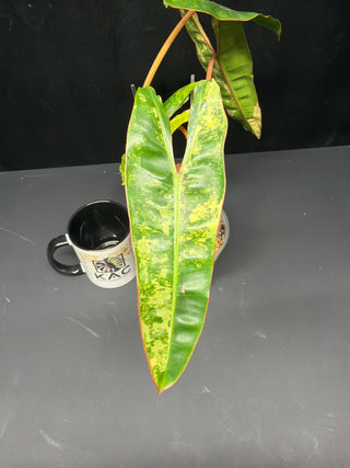 Philodendron Variegated Billie 5 Leaves