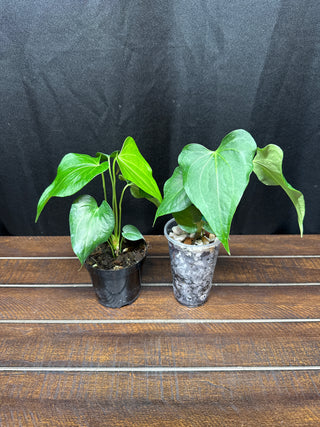 Anthurium Delta Force
