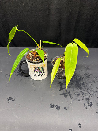 Anthurium Ecuadorense