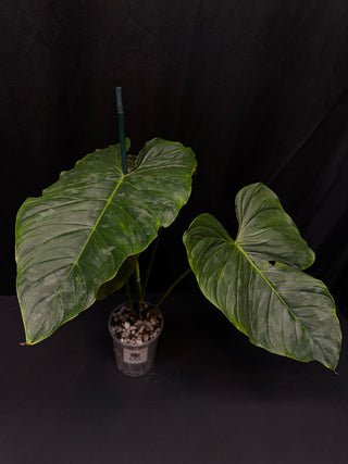 Philodendron Majestic - Big Leaves