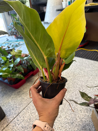 Philodendron Red/Yellow Flame