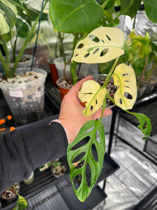 Monstera Adansonii Albo Japan - 5 Leaves