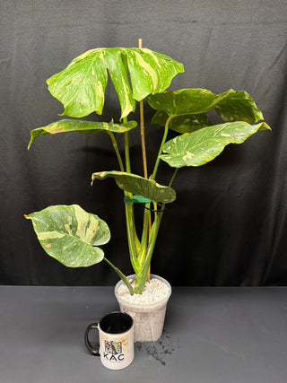 Monstera Thai Constellation Tri Color(ish) Mutation