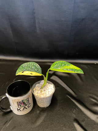 Monstera Peru Variegated - 2 Leaves
