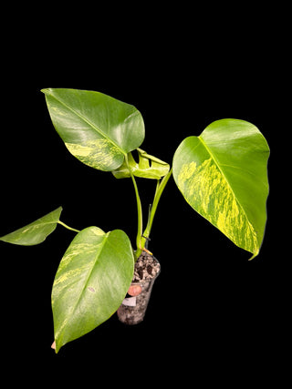Monstera Aurea 4-5 Leaves
