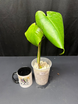 Monstera Silver Star AN58