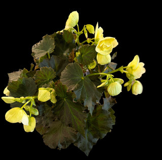 Begonia - Portofino - 6" Pot