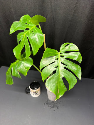 Monstera Form 6