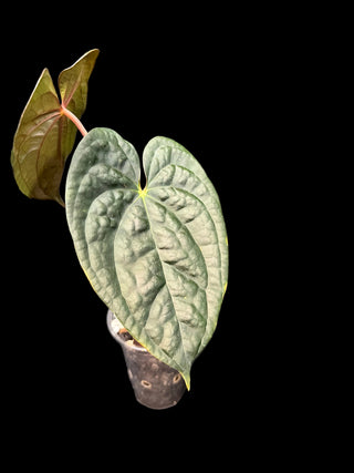 Anthurium Shuar Princess