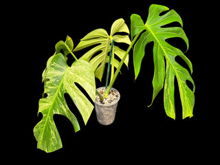 Monstera Jungle Mint - 4 Leaves