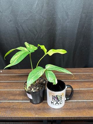 Anthurium Costa Rica