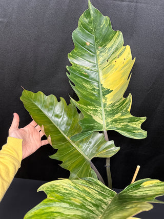 Philo. Caramel Marble