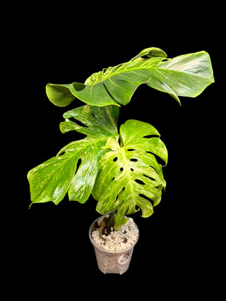 Monstera Ocean Mint