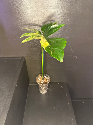Philodendron Florida Beauty x Mayoi - 1 Leaf