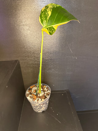 Monstera Pom-Pom 1 Leaf