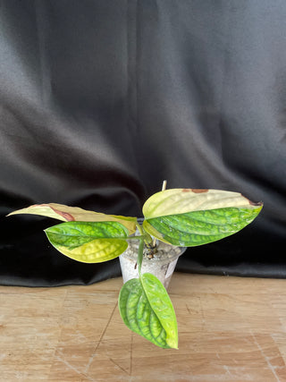 Monstera Peru AR29