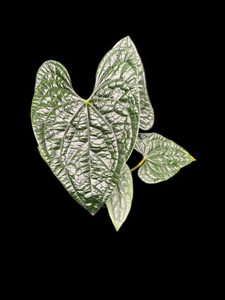 Anthurium Luxurians