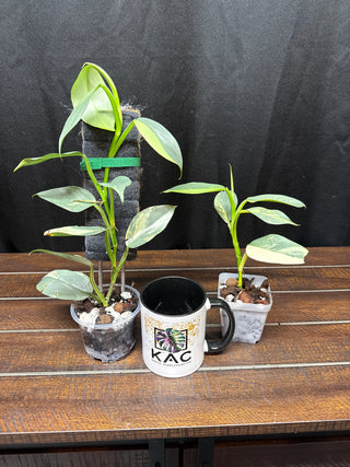 Philodendron Silver Sword Totem