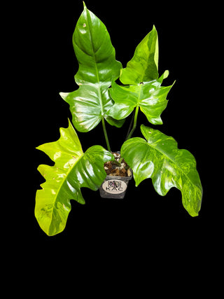 Philodendron Florida Beauty x Distantilobum