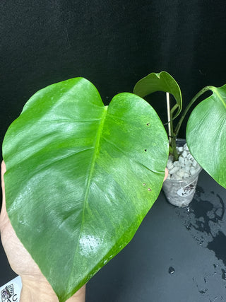 Monstera Green on Green