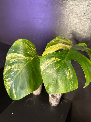 Monstera Aurea - 1 Leaf